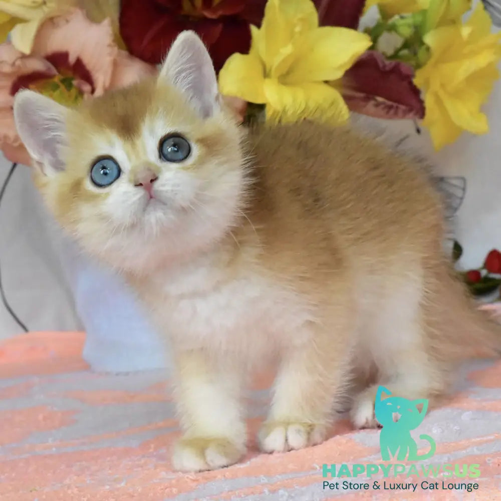 Dan British Shorthair male black golden chinchilla - live animals
