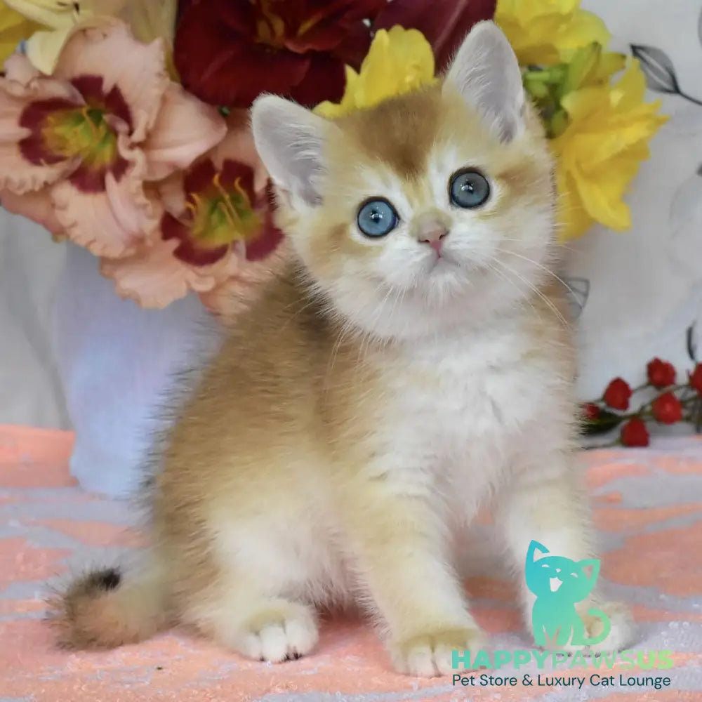 Dan British Shorthair male black golden chinchilla - live animals