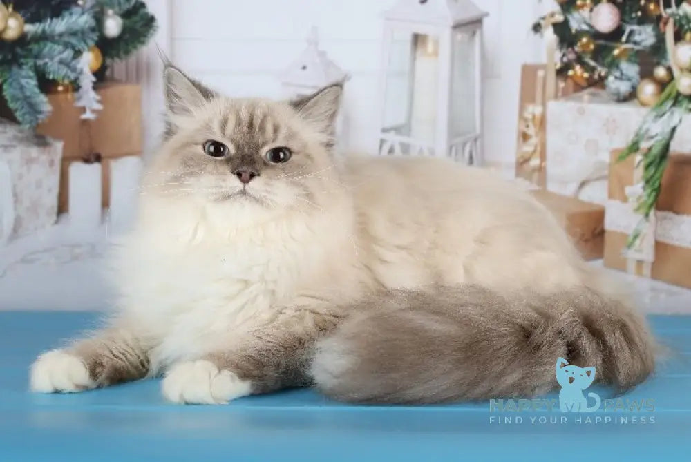 Dan Siberian male blue with white tabby pointed live animals