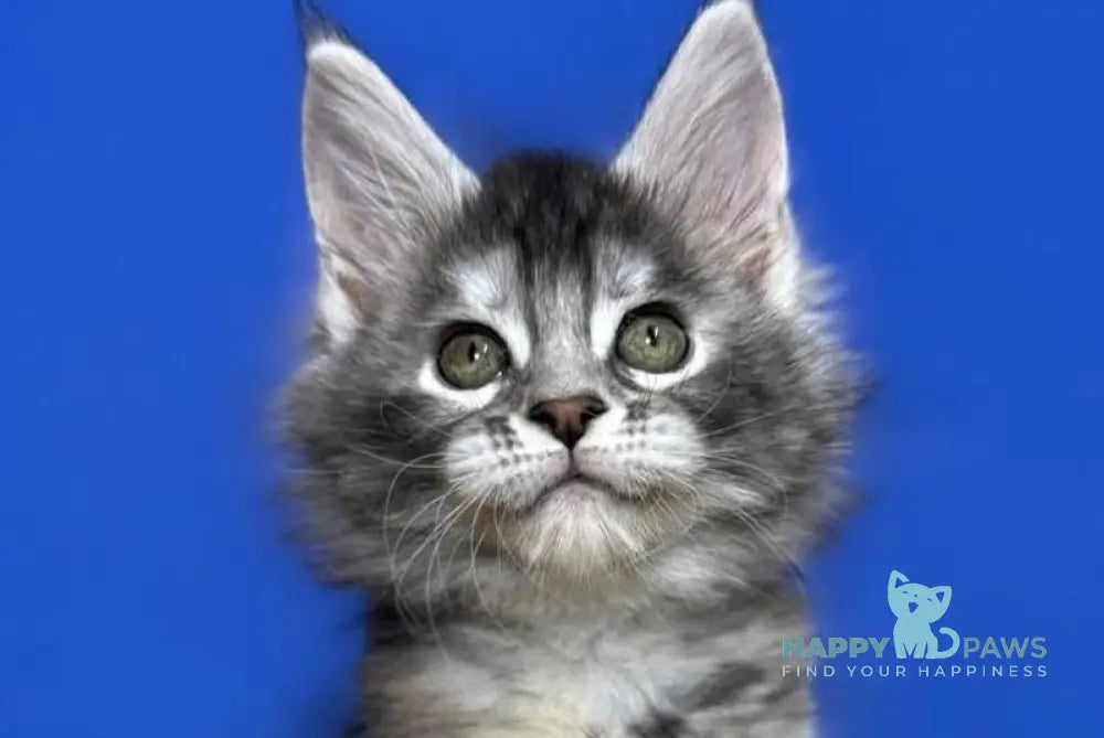 Dana Maine Coon female black tortie silver live animals