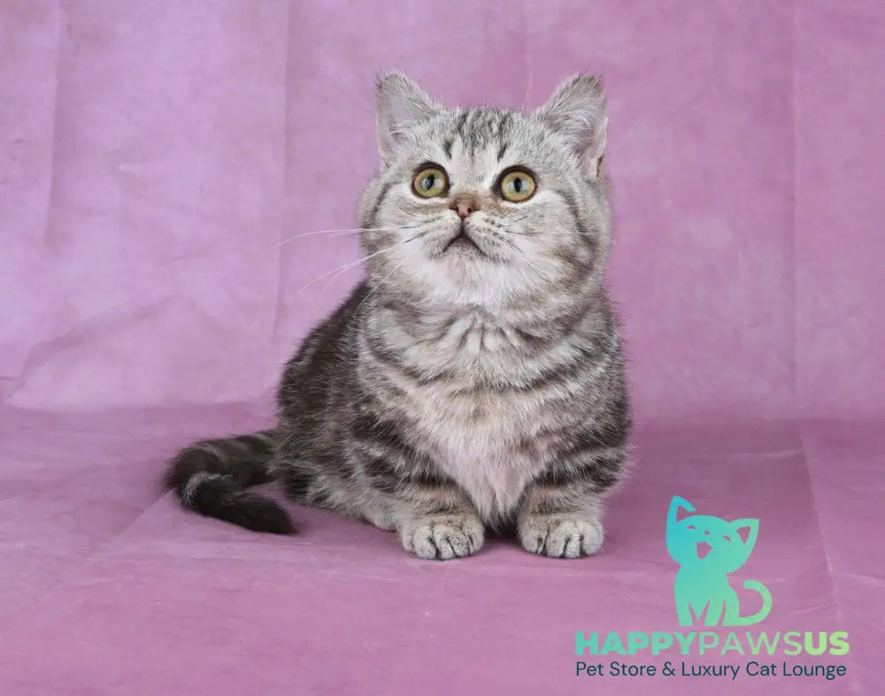 Dana Munchkin female chocolate tabby live animals
