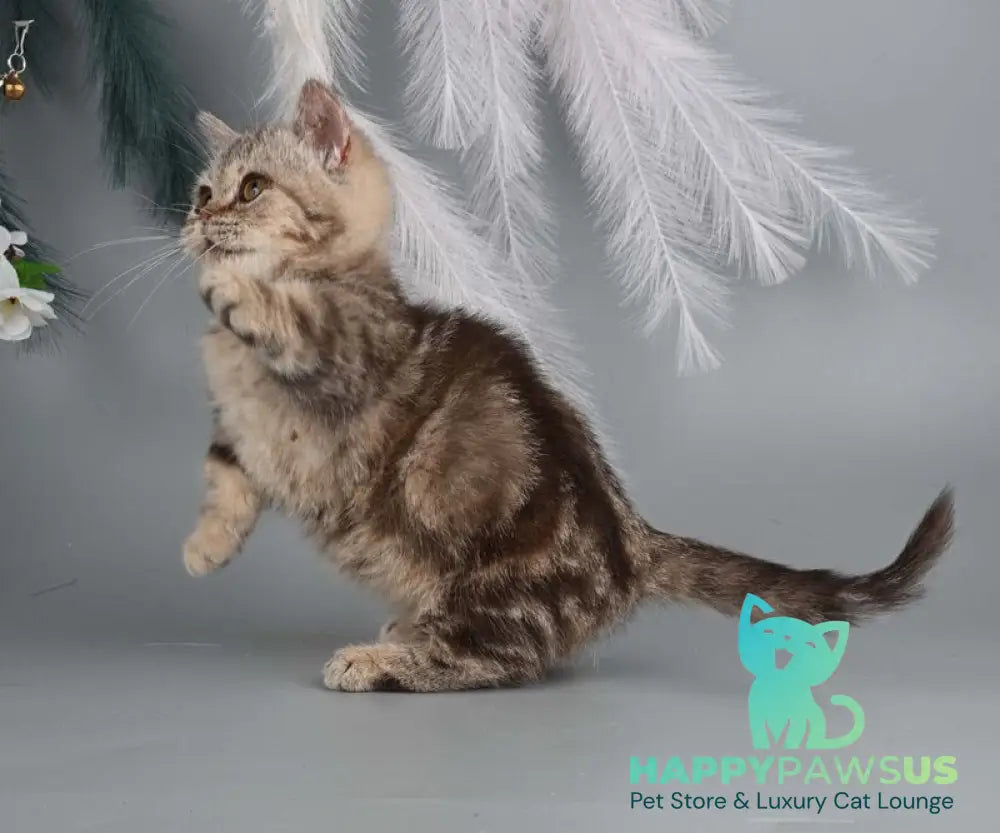 Dana Munchkin female chocolate tabby live animals