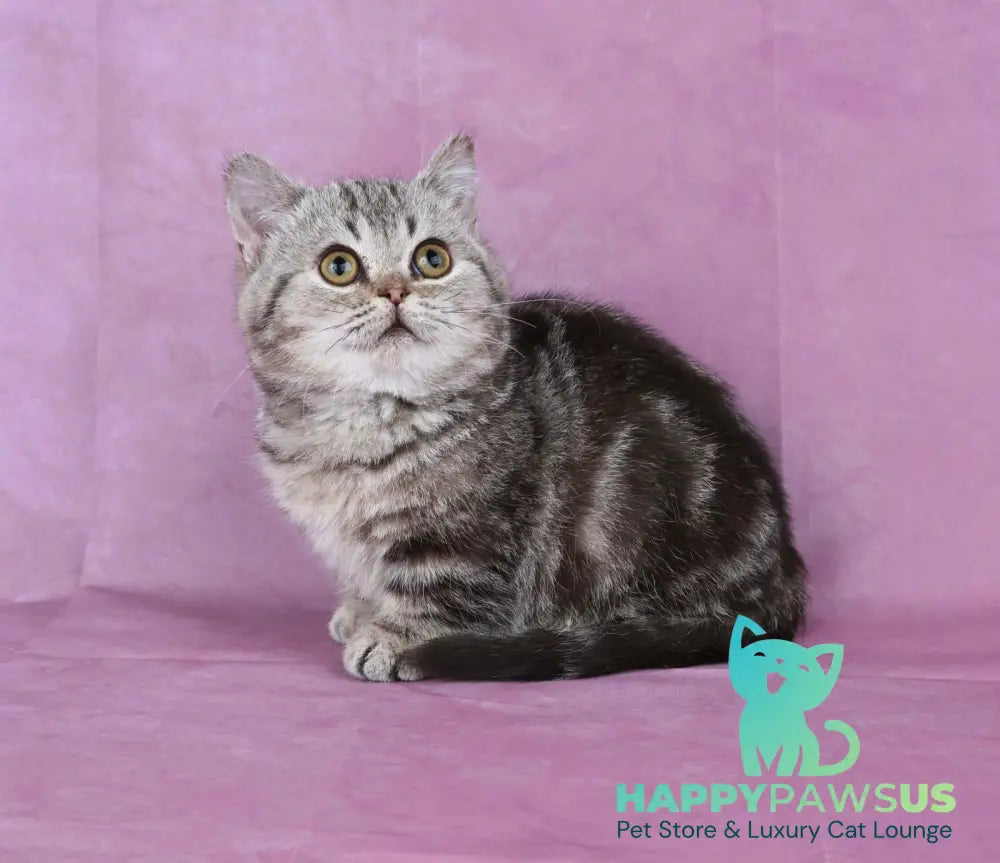 Dana Munchkin female chocolate tabby live animals