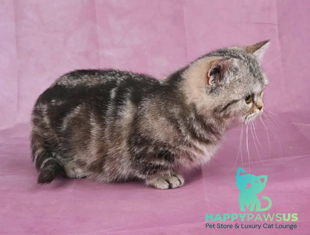 Dana Munchkin female chocolate tabby live animals
