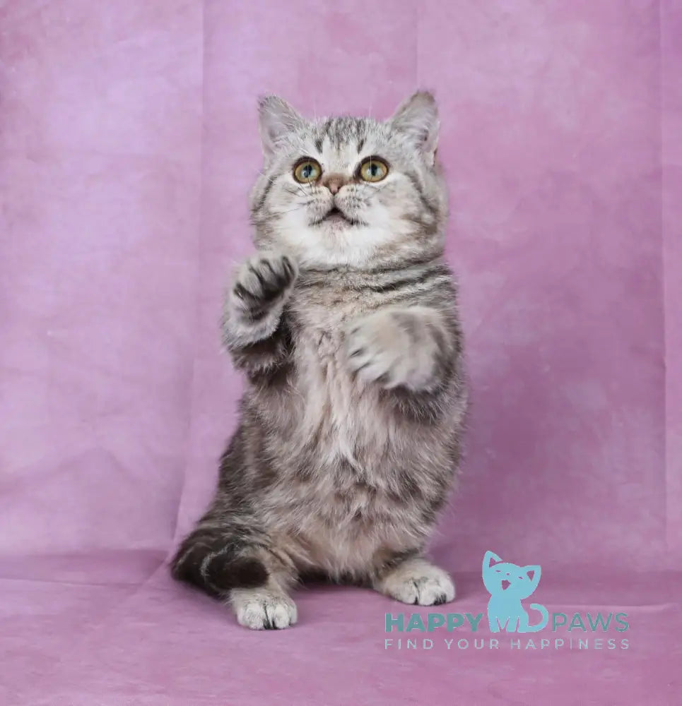 Dana Munchkin female chocolate tabby live animals