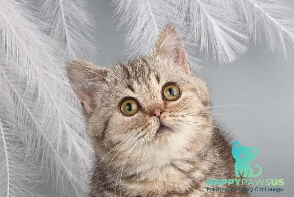 Dana Munchkin female chocolate tabby live animals