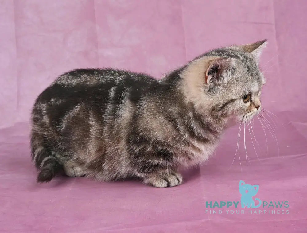 Dana Munchkin female chocolate tabby live animals