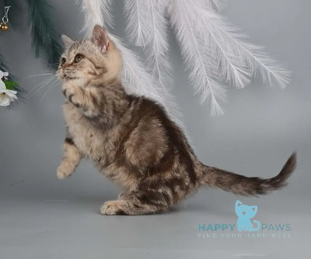 Dana Munchkin female chocolate tabby live animals