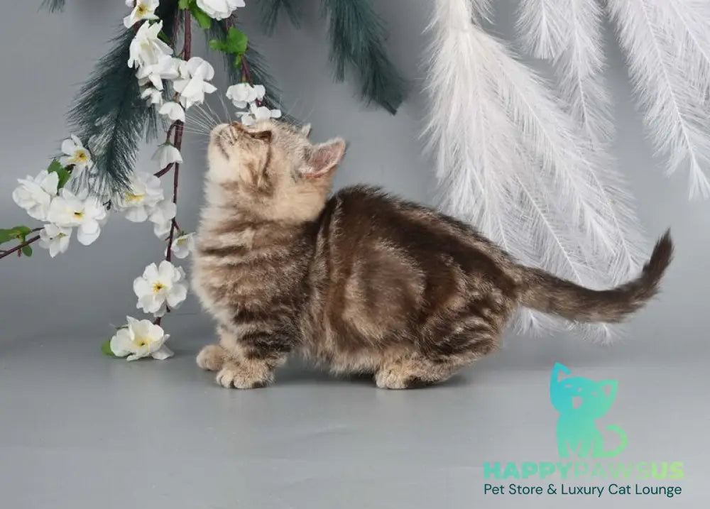 Dana Munchkin female chocolate tabby live animals
