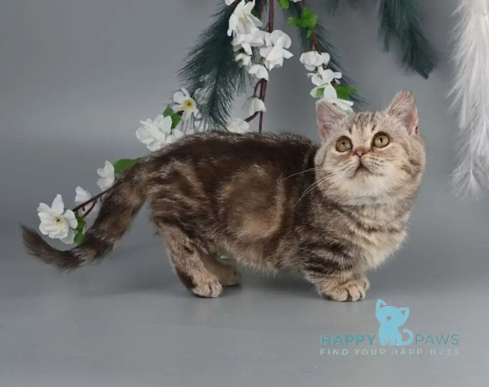 Dana Munchkin female chocolate tabby live animals