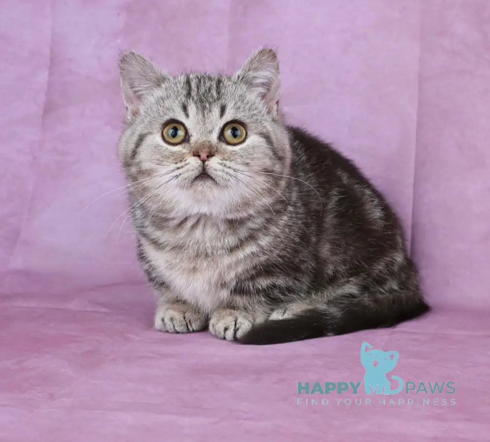 Dana Munchkin female chocolate tabby live animals