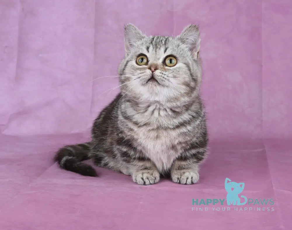 Dana Munchkin female chocolate tabby live animals