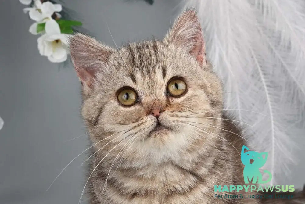 Dana Munchkin female chocolate tabby live animals