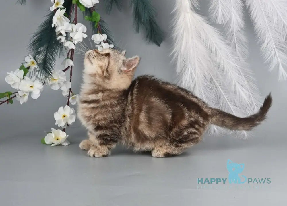 Dana Munchkin female chocolate tabby live animals