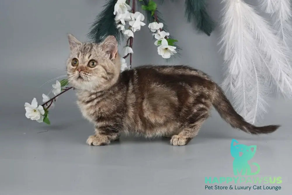 Dana Munchkin female chocolate tabby live animals