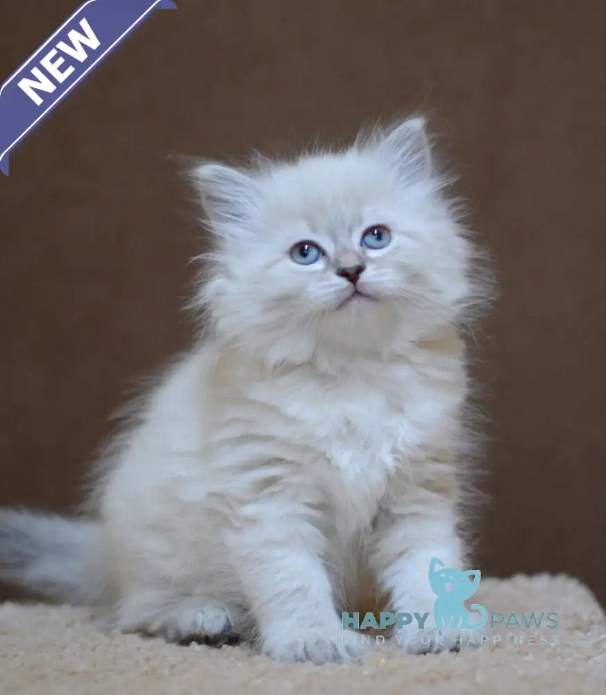Dana Neva Masquerade female blue tabby pointed - live animals