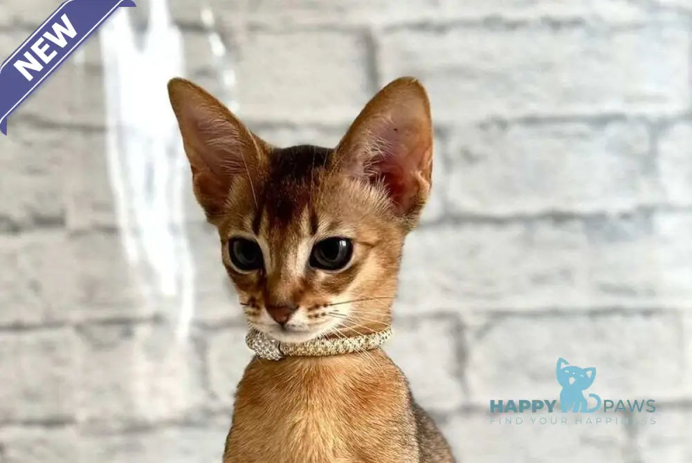 Danaya Abyssinian female black live animals