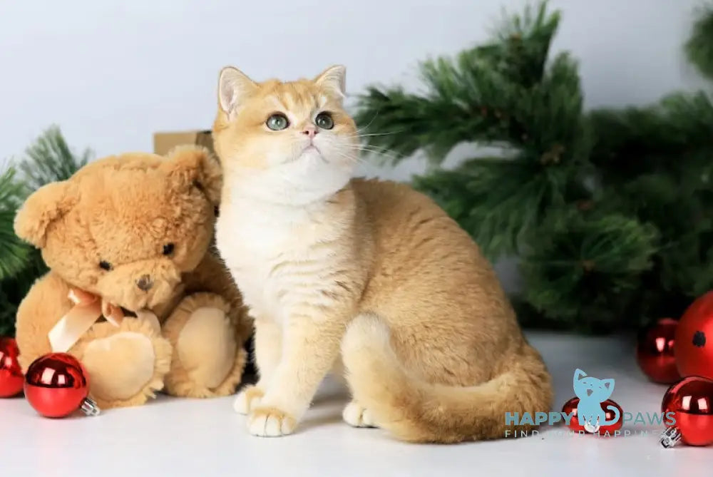 Danaya British Shorthair female black golden chinchilla live animals