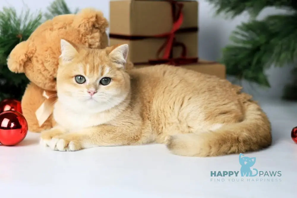 Danaya British Shorthair female black golden chinchilla live animals