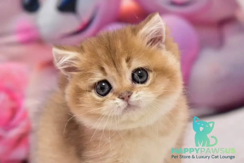 Dandee British Shorthair male black golden shaded - live animals