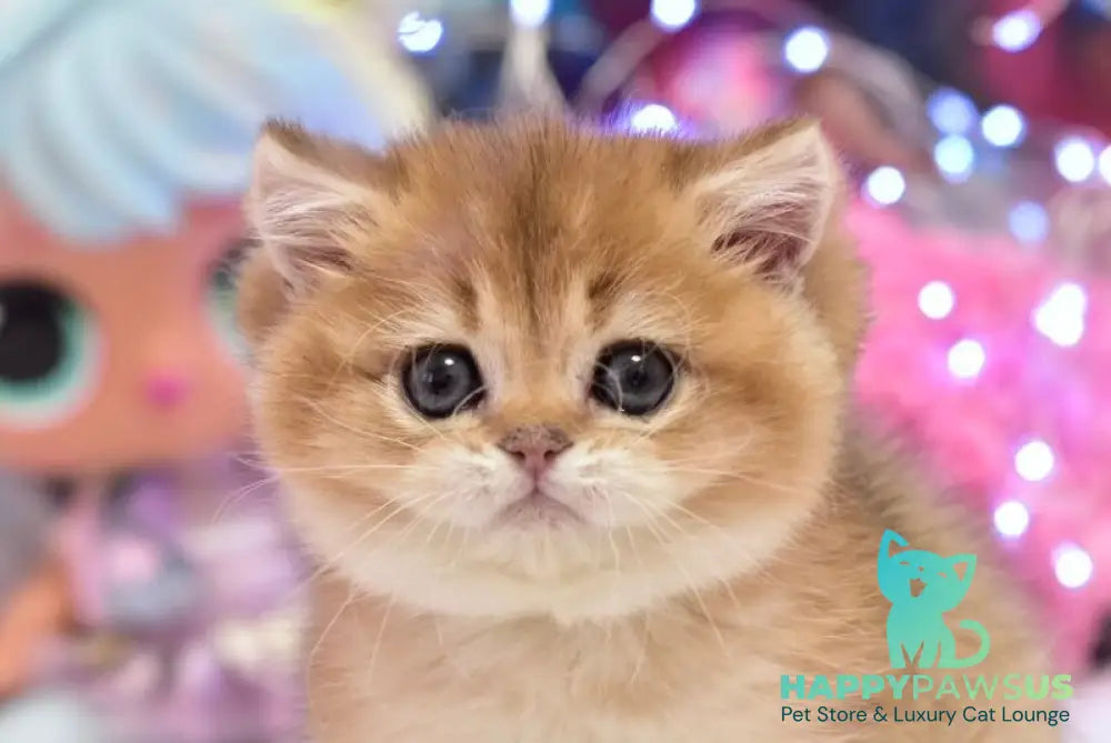Dandee British Shorthair male black golden shaded - live animals