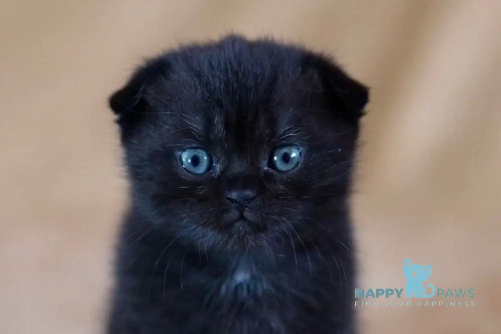 Dandy Scottish Fold male black live animals