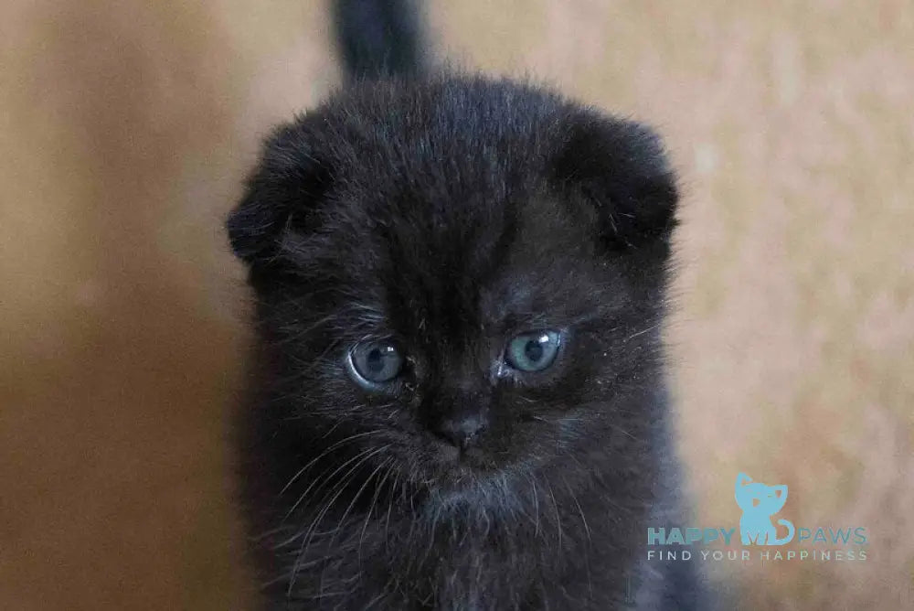 Dandy Scottish Fold male black live animals