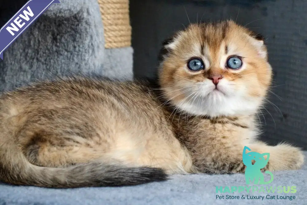 Dandy Scottish Fold male chocolate golden ticked tabby - live animals