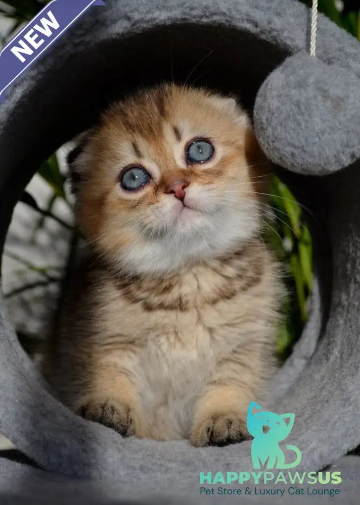 Dandy Scottish Fold male chocolate golden ticked tabby - live animals