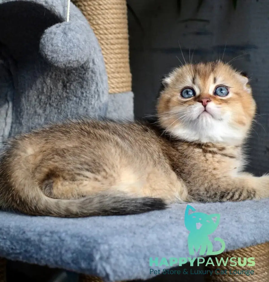 Dandy Scottish Fold male chocolate golden ticked tabby - live animals