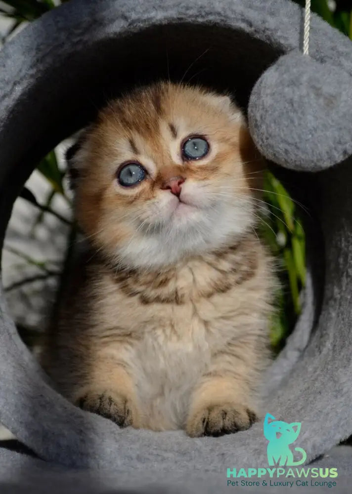 Dandy Scottish Fold male chocolate golden ticked tabby - live animals