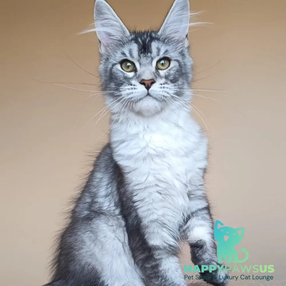 Danessa Maine Coon female black silver ticked tabby - live animals