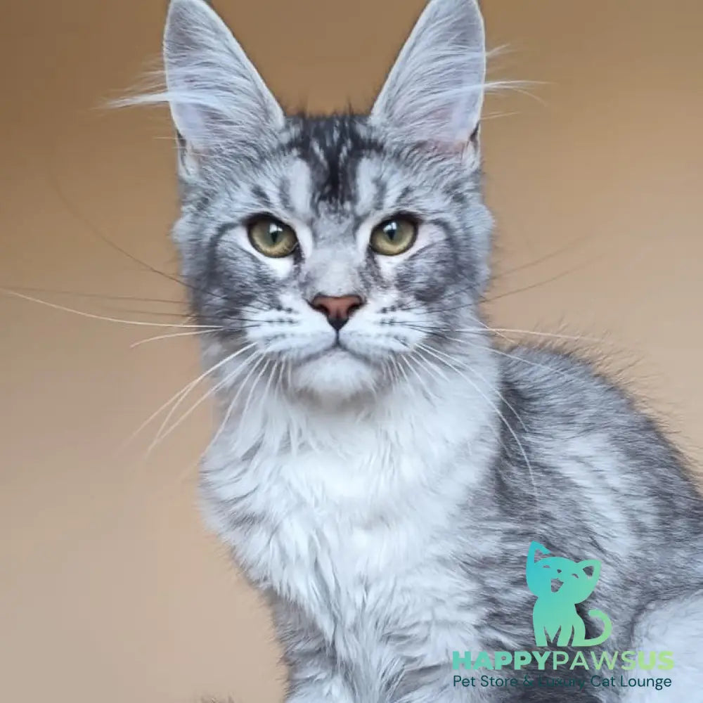 Danessa Maine Coon female black silver ticked tabby - live animals