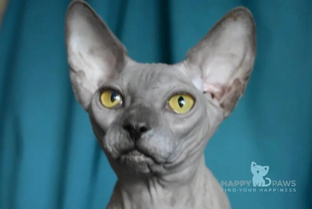 Dango Canadian Sphynx male blue live animals