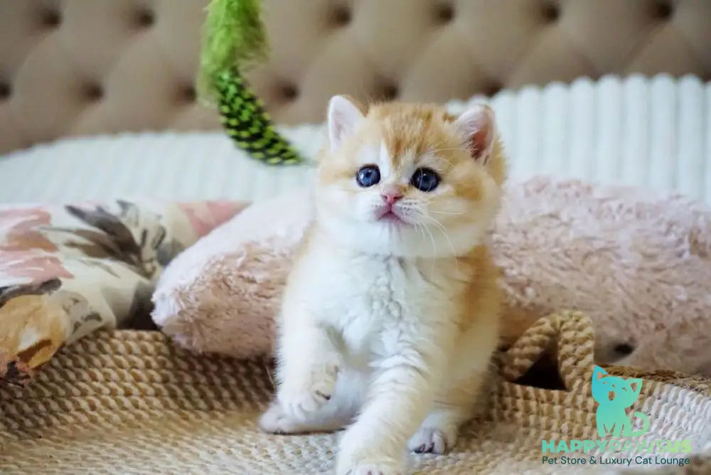 Danica British Shorthair female black golden chinchilla - live animals