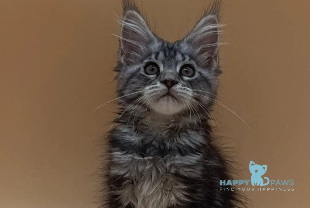 Danica Maine Coon female black silver tabby live animals