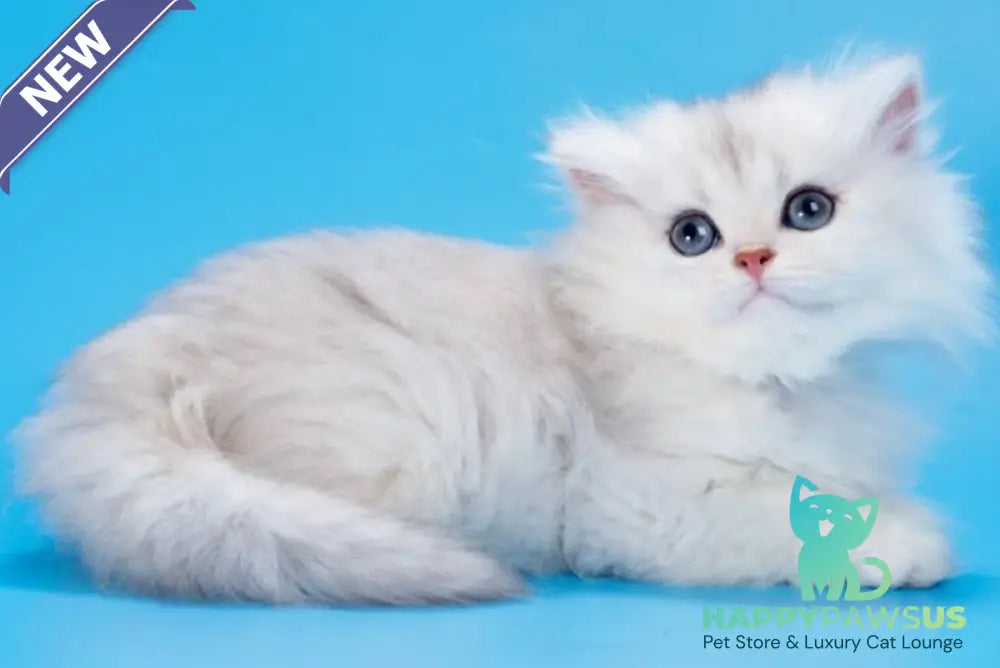 Daniel British Longhair female black golden shaded - live animals