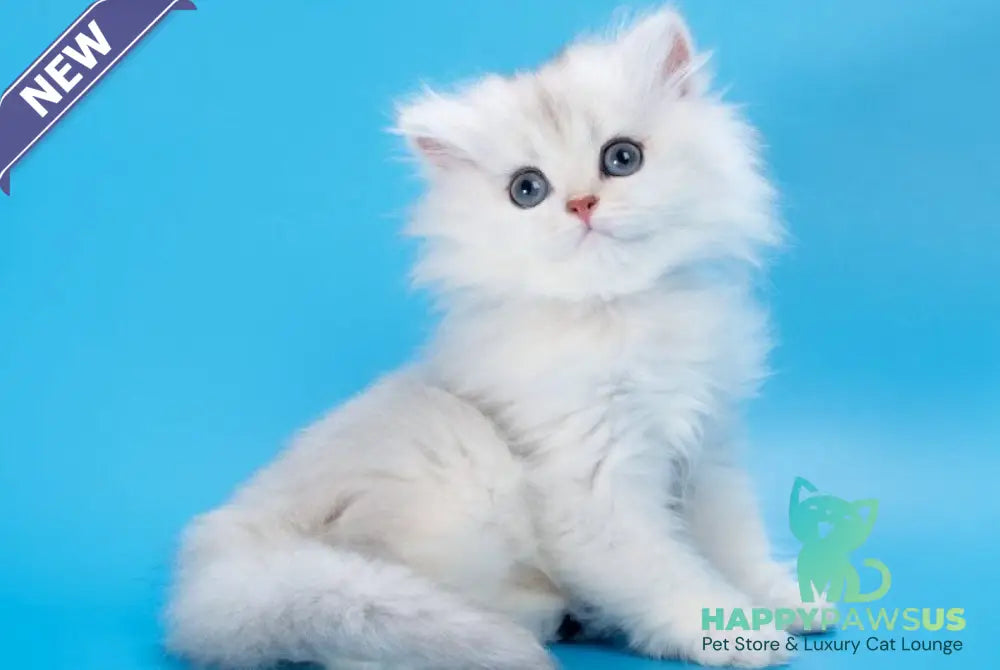 Daniel British Longhair female black golden shaded - live animals