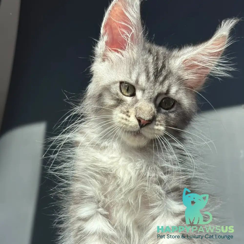 Daniel Maine Coon male black silver spotted tabby - live animals