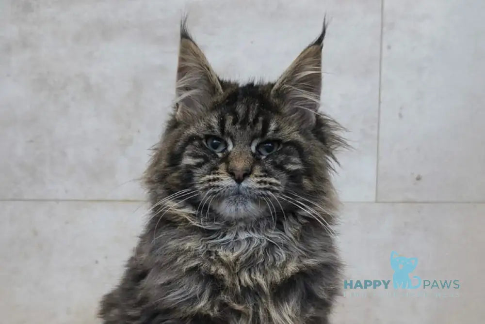Daniel Maine Coon male black tabby live animals
