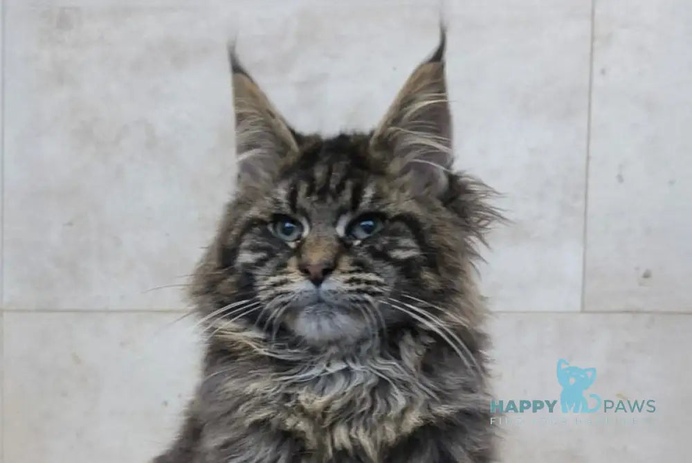 Daniel Maine Coon male black tabby live animals