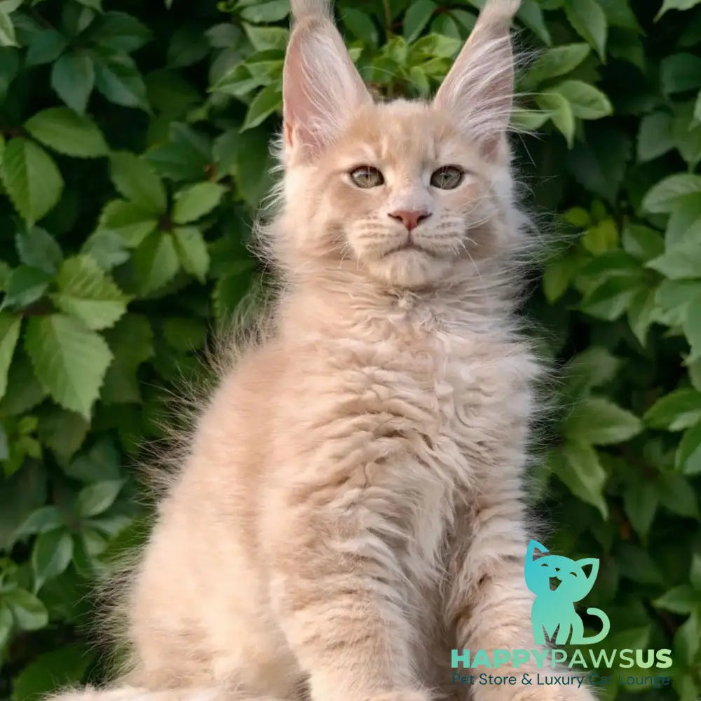Daniel Maine Coon male cream - live animals