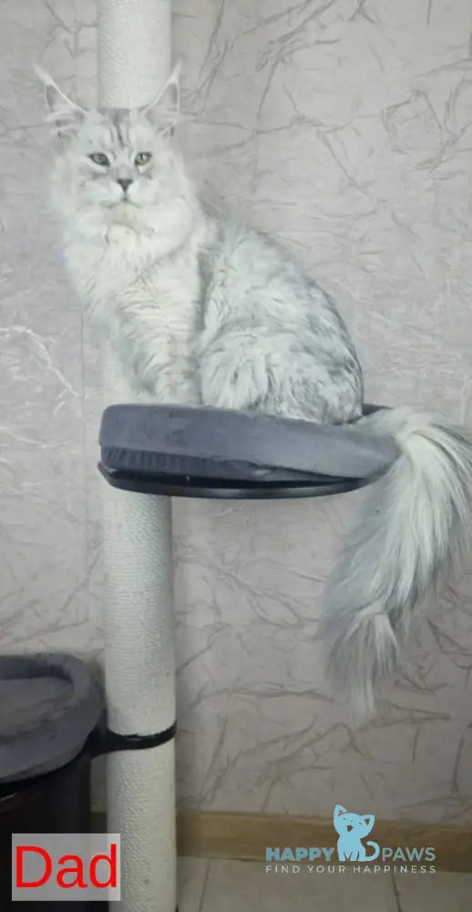Daniel Maine Coon male red silver spotted tabby live animals
