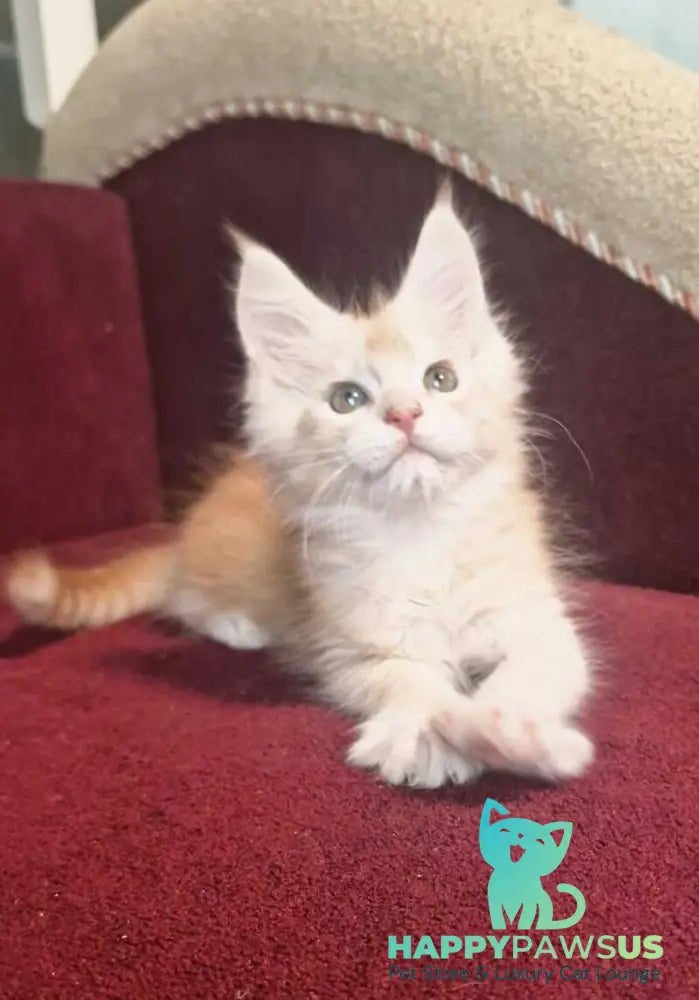 Daniel Maine Coon male red silver spotted tabby live animals