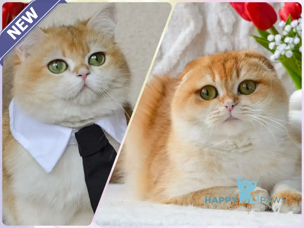 Daniel Scottish Fold male black golden shaded - live animals
