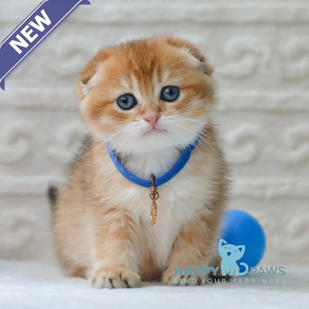 Daniel Scottish Fold male black golden shaded - live animals