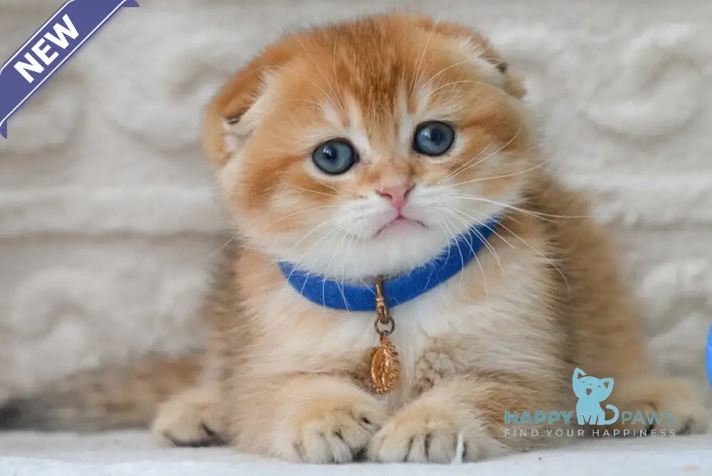 Daniel Scottish Fold male black golden shaded - live animals