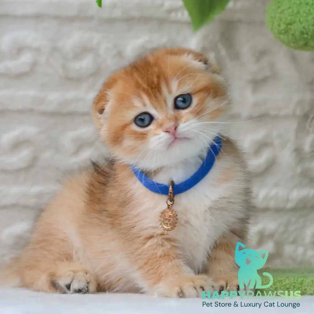 Daniel Scottish Fold male black golden shaded - live animals