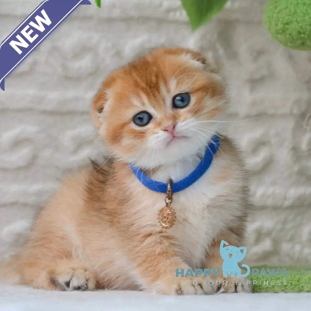 Daniel Scottish Fold male black golden shaded - live animals