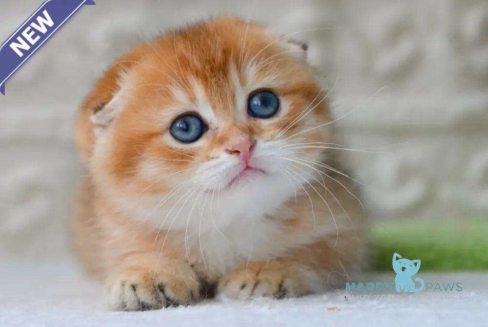Daniel Scottish Fold male black golden shaded - live animals